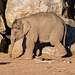 Baby elephant2, Chester Zoo.