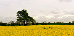 Dull May being cheered up by yellow fields