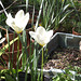 White tulips coming up - don't remember planting them!