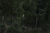Barn Owl on a fence for HFF