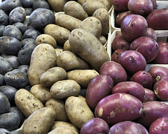 Potatoes – Marché Jean-Talon, Montréal, Québec, Canada