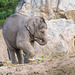 Baby elephant4