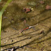 Common Darter ovipositing (Sympetrum striolatum) DSB 1760