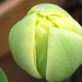 Delicate pale yellow tulip