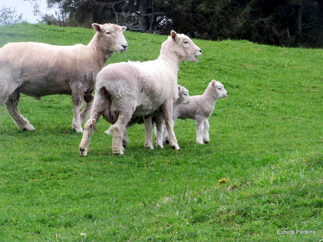 Tiny Lambs and Parents.