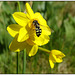 Narcissus jonquilla and hoverfly