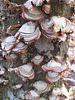 Fungus on a dead tree