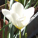 The white tulip looks gorgeous in the sun