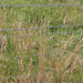 13 Wired grass