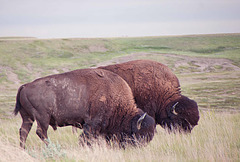 two bison grazing - GNP West