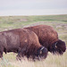 two bison grazing - GNP West