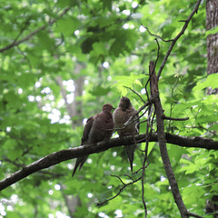 Mourning doves