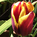 Another parrot coloured tulip