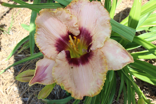 # 2 ... TO THIS.... (a hybrid Day Lily....)   front yard...