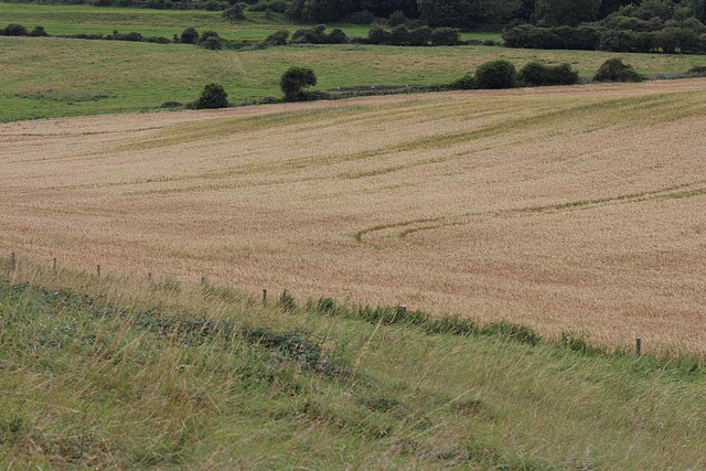 14 Wheel tracks in the barley