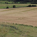 14 Wheel tracks in the barley