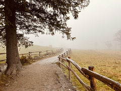 a misty fence