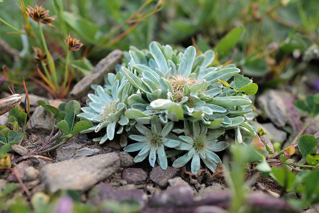 Evax carpetana, Asteraceae