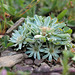 Evax carpetana, Asteraceae