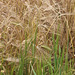 15 Beautiful bearded barley