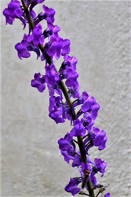Beautiful purple loose-strife