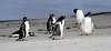 Gentoo Penguins on Beach in Falklands (H.A.N.W.E.)