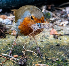 Robin with nesting material