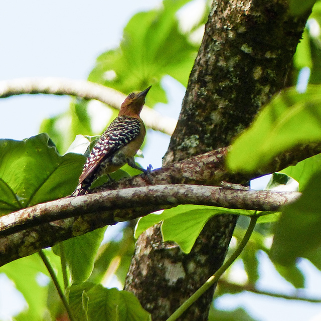 Red-crowned Woodpecker, Tobago, Day 2