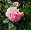 Roses de Ronsard au parc**************