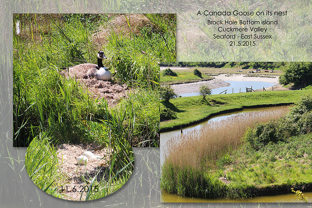 Canada Goose on its nest - Cuckmere - update - 11.6.2015