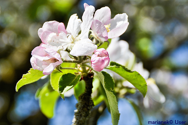 Apple trees have blossomed