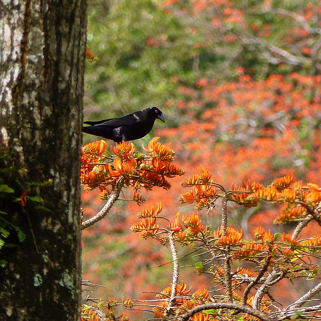 Is this a Giant Cowbird? in Flame Tree, Tobago, Day 2