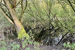Dutch mangrove