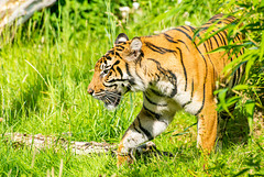 Dash the new tiger at Chester Zoo