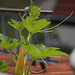 Kürbispflanze erobert das Dach