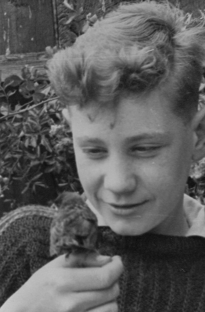 A hand-reared Sparrow chick of the 1950s.