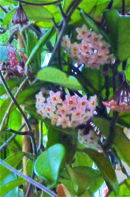 There are close to 25 blooms on this hoya today - with more to come
