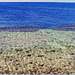 Sharm el Sheikh : Ras Mohammed - la barriera corallina : sotto acqua un paradiso di vita e di colori