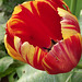 Another parrot tulip - didn't realise I had more than two