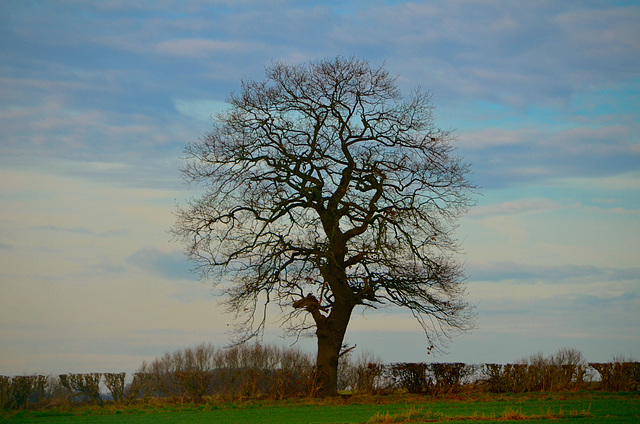 Lone tree, Gnosall