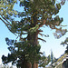 Another extremely large juniper