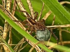 Spider with egg sac