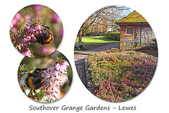 Heathers in Southover Grange Gardens - Lewes - 3.3.2016