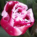 I do love this kind of tulip - all feathered at the tips