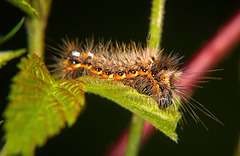 Die Raupe eines Eulenfalters :))  The caterpillar of the little fox :))  La chenille du petit renard :))