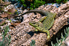 Iberian Emerald Lizard