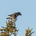 Northern Hawk Owl with Meadow Vole