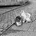 Cats on the stone pavement