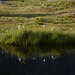 Norway, Lofoten Islands, The Reflection