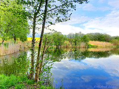 Teich in der Bekow